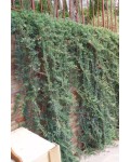 Можжевельник горизонтальный Вилтони | Ялівець горизонтальний Вілтоні | Juniperus horizontalis Wiltonii
